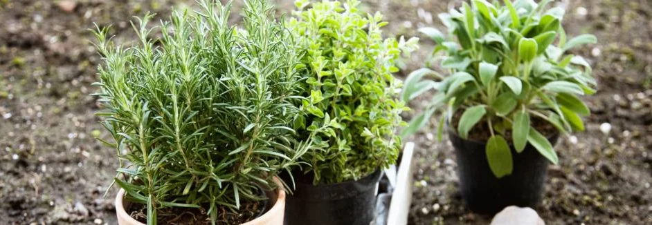 Drei Kräutertöpfe in der Erde